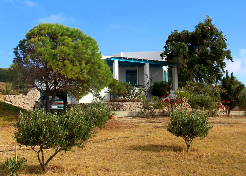 Garden with olive trees.