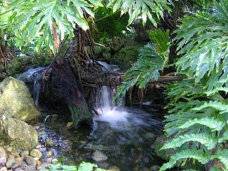 Jungel Streams and mini pools!
