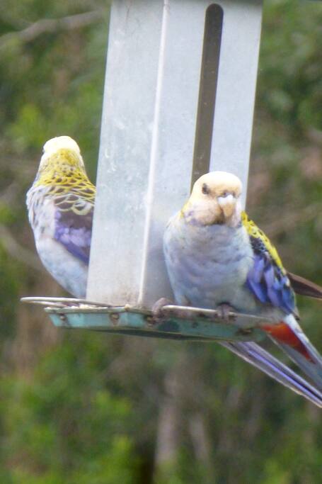 Eastern paleface Rosellas sometimes drop in!