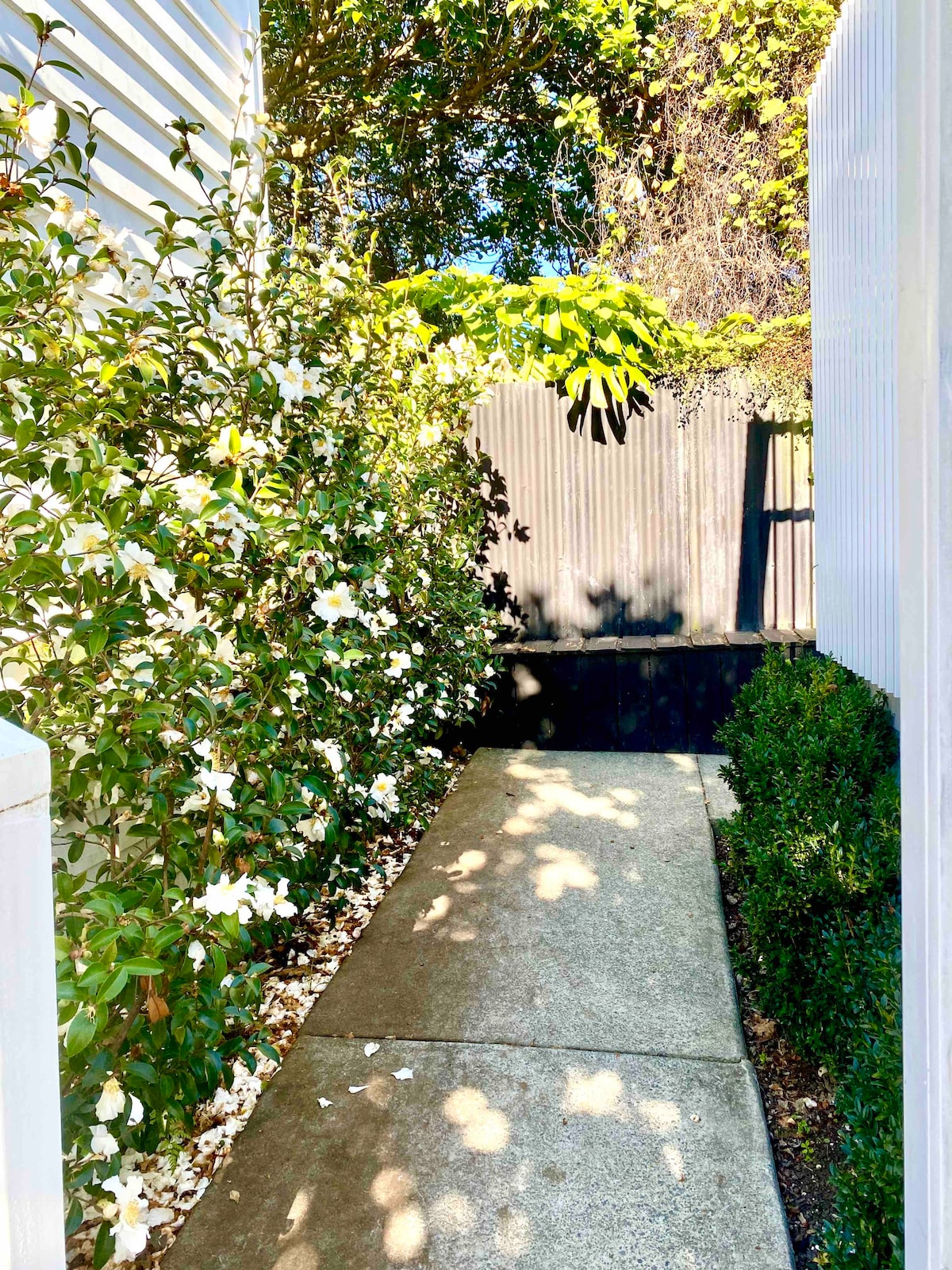 A concrete pathway leads through a lush garden filled with flowering plants along the sides. The pathway is bordered by textured fencing, creating a serene and private entrance to the studio.