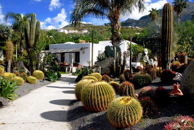 A pathway meanders through a lush botanical garden featuring diverse cacti and palm trees. Vibrant round cactus clusters are arranged prominently, complemented by the white structure of the villa in the background, surrounded by flourishing greenery under a bright blue sky.