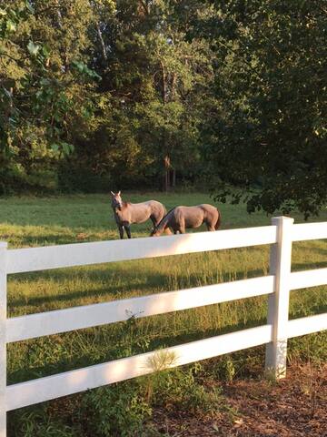 Getaway to the Tanglefoot Trail