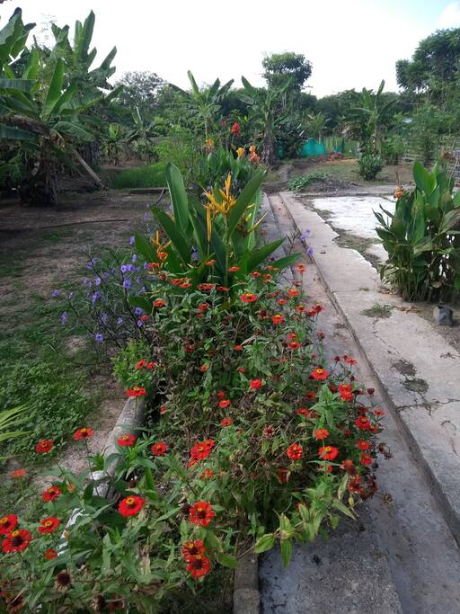 encontrarás diversidad de flores, de todo color y medicinales.
gengibre, limoncillo, yerba buena,caléndula, cualaguala,albahaca,moringa, sal de la india, orégano,aloe vera y otras