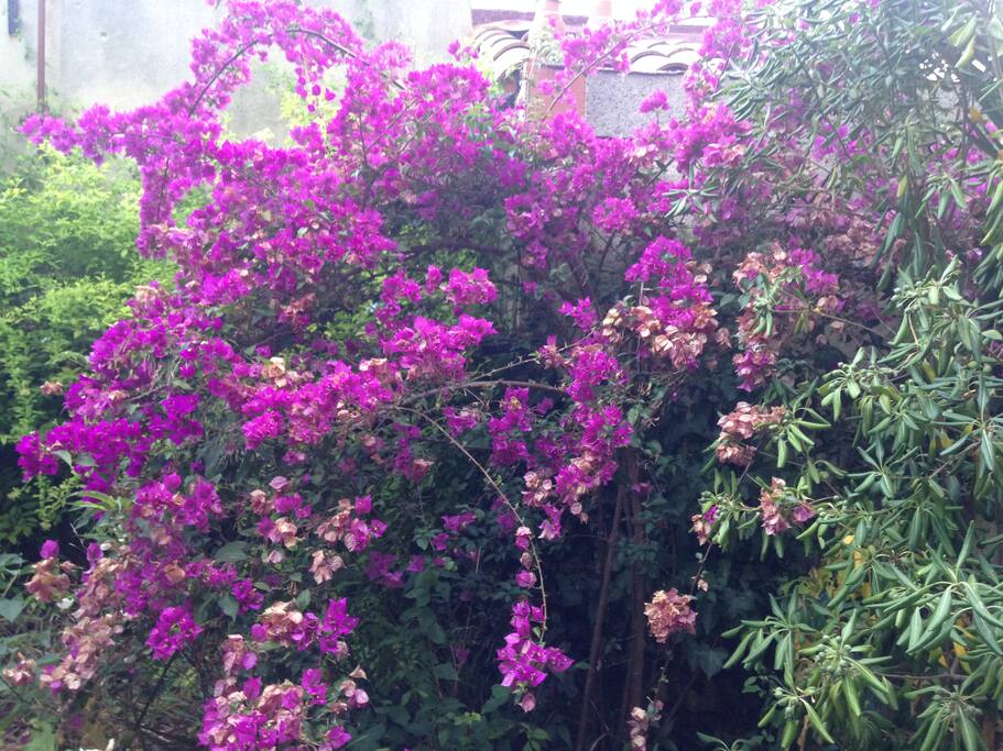 Un de nos bougainvilliers
