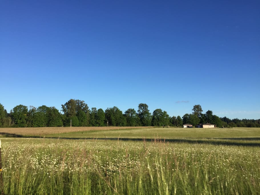 View of the countryside as you approach the cabin from freeway.