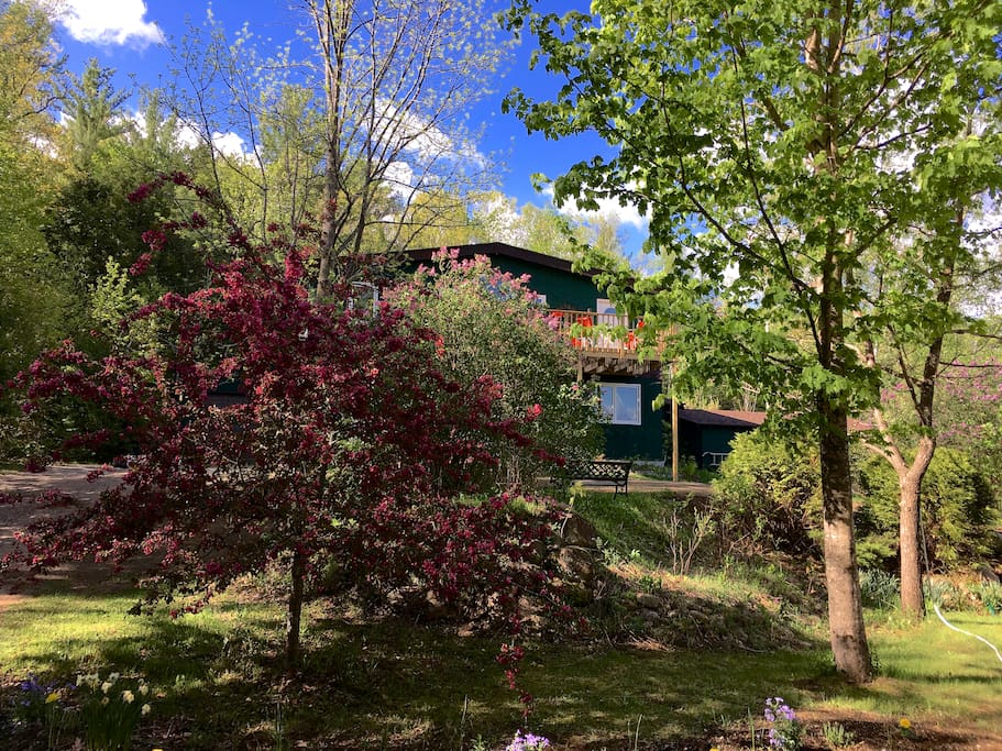 Spring 2017, Lilacs and Crab Apple in full bloom May 20.