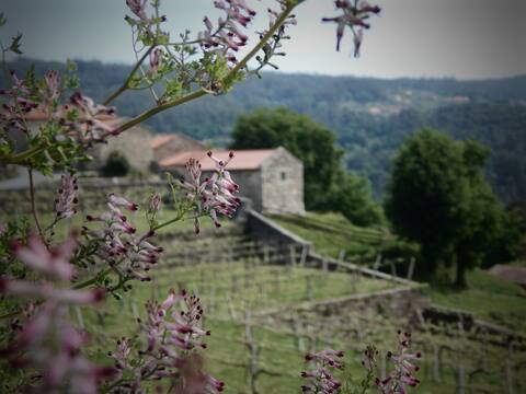 Stone cottage next to organic vineyard. Galicia