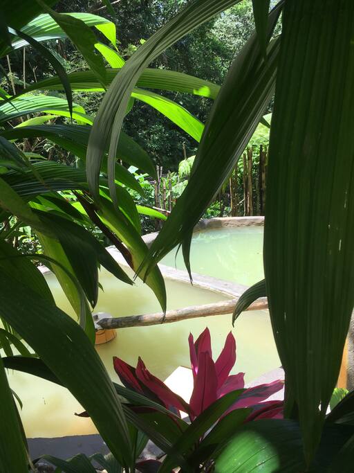 Bongo Baths (complimentary use of hot pools) in rainforest (30 mins drive)