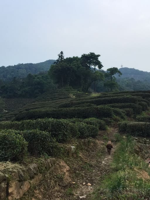 屋后的茶山