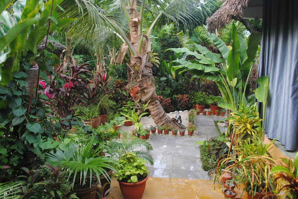 Jolie jardin tropical