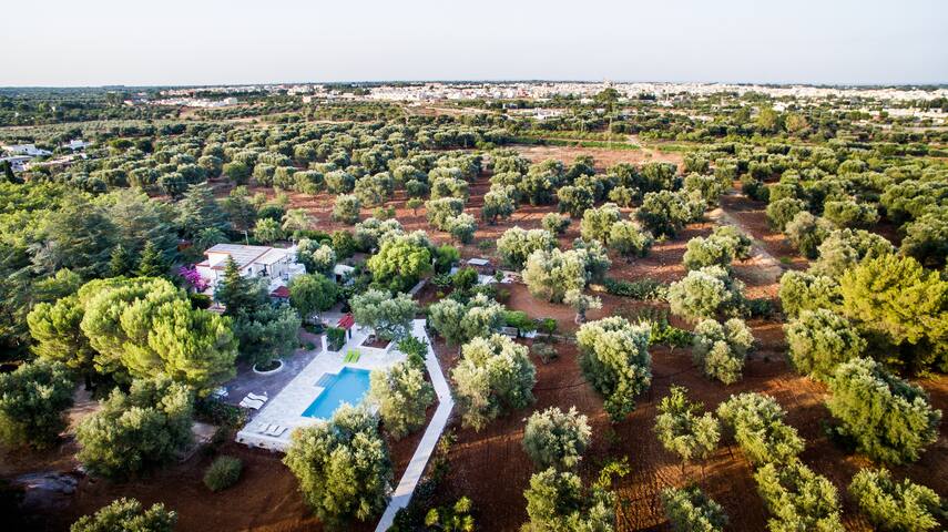 Abbasciu a villa set in a 10 acres olive grove gallery image 5