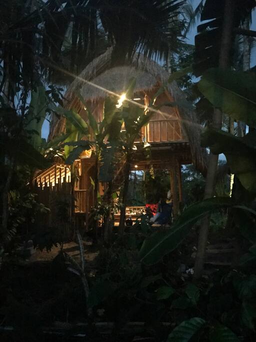 Treehouse hidden in the jungle