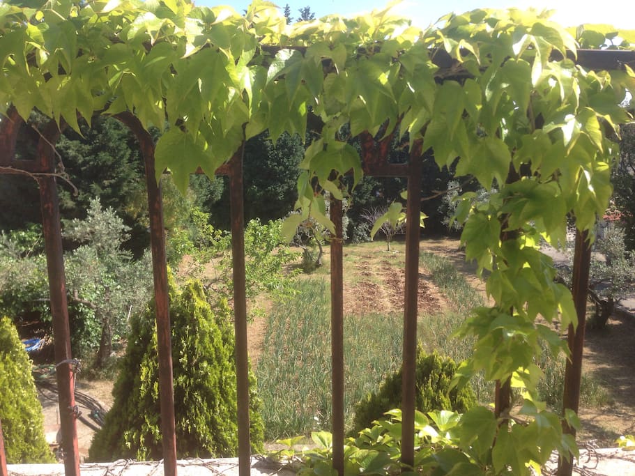 The vegetable garden seen from the balcony
