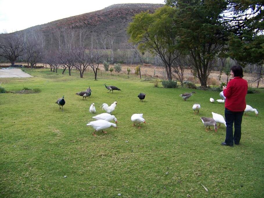 Feeding time at farm house
