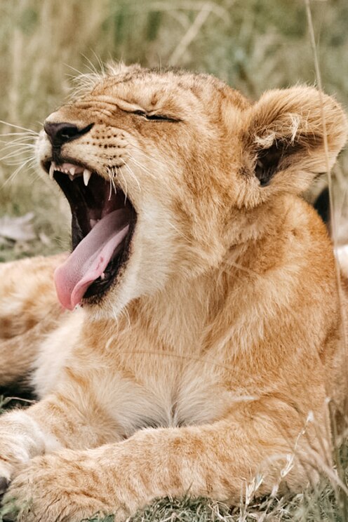 Vom Gastgeber bereitgestelltes Bild im Vollbildmodus anzeigen