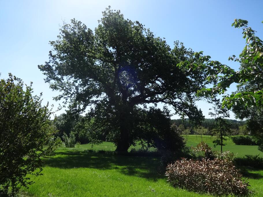Chêne centenaire dans le parc...