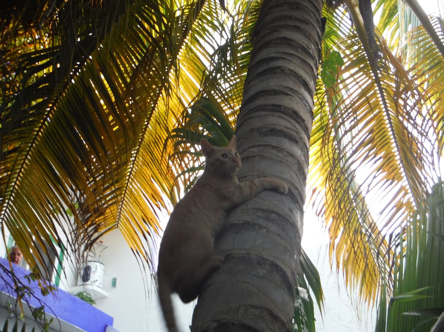 Coconuts for free if you get up the tree ;)