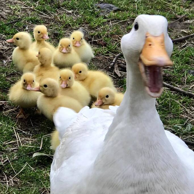 Mummy duck was very excited with her babies