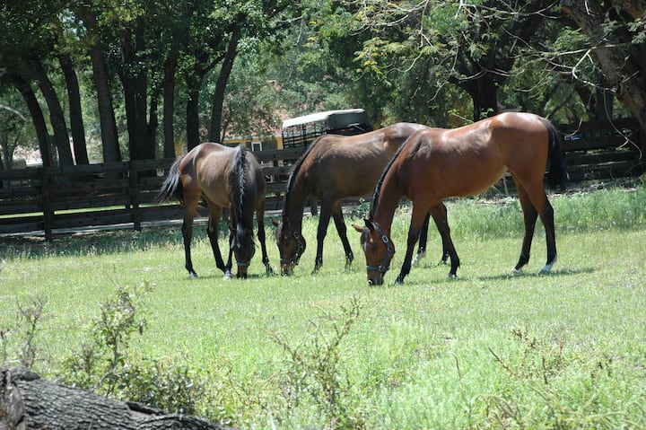 Horse Farm on a Beautiful Lake