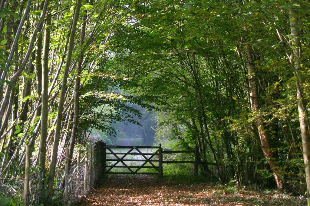 Our woodland path, leading up to a wonderful view over the Myddfai hills