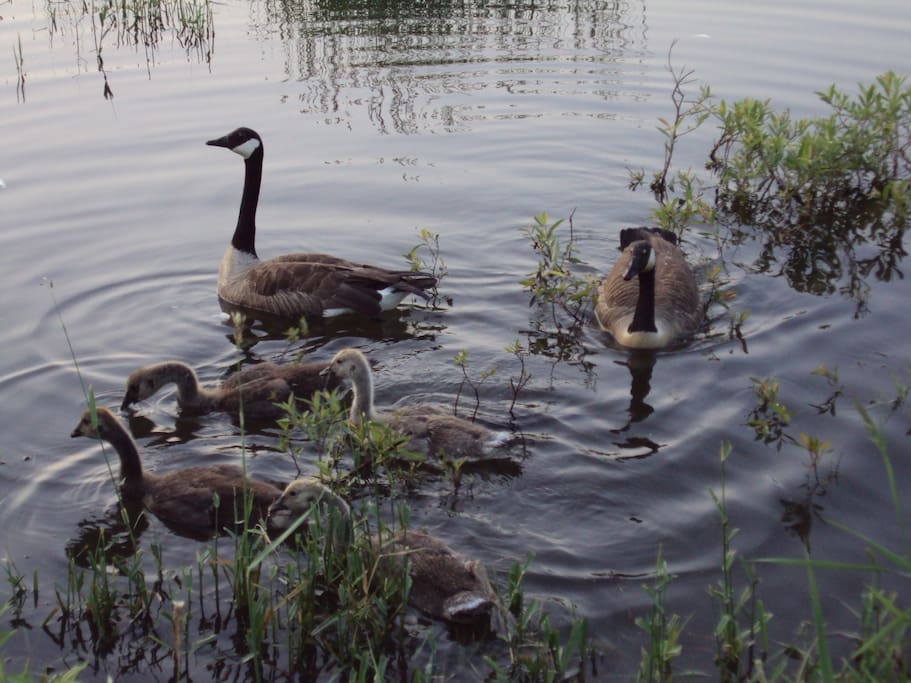 Canadian geese and goslings at Beaver Pond