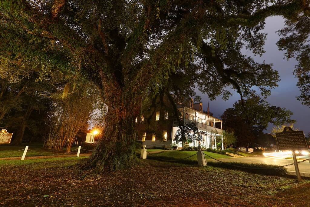 Historic Evangeline Oak right next to B&B