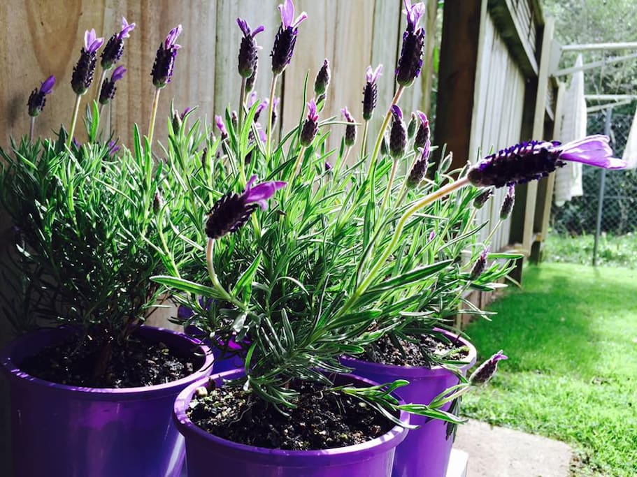 Lavender in its best season