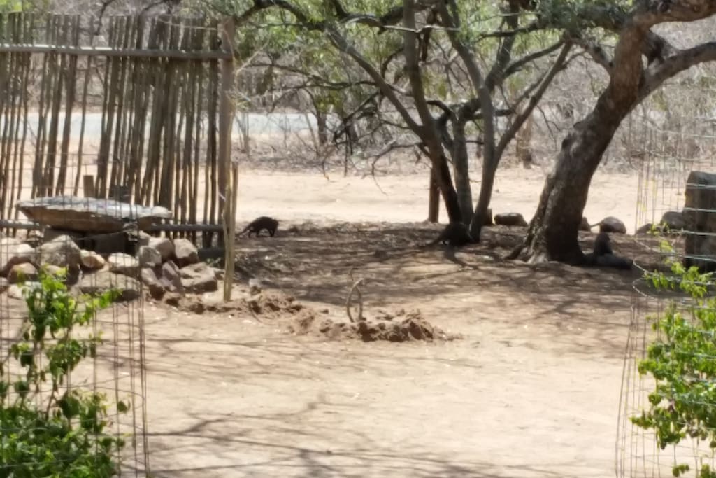 Visitors to the bird bath and waterhole