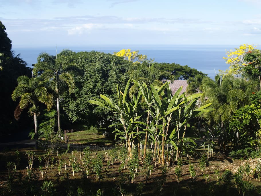 holualoa singles You can even look for top real estate agents in holualoa that specialize in selling, buying, speed, bargains, single family homes, condos, or townhouses. holualoa singles You can even look for top real estate agents in holualoa that specialize in selling, buying, speed, bargains, single family homes, condos, or townhouses.