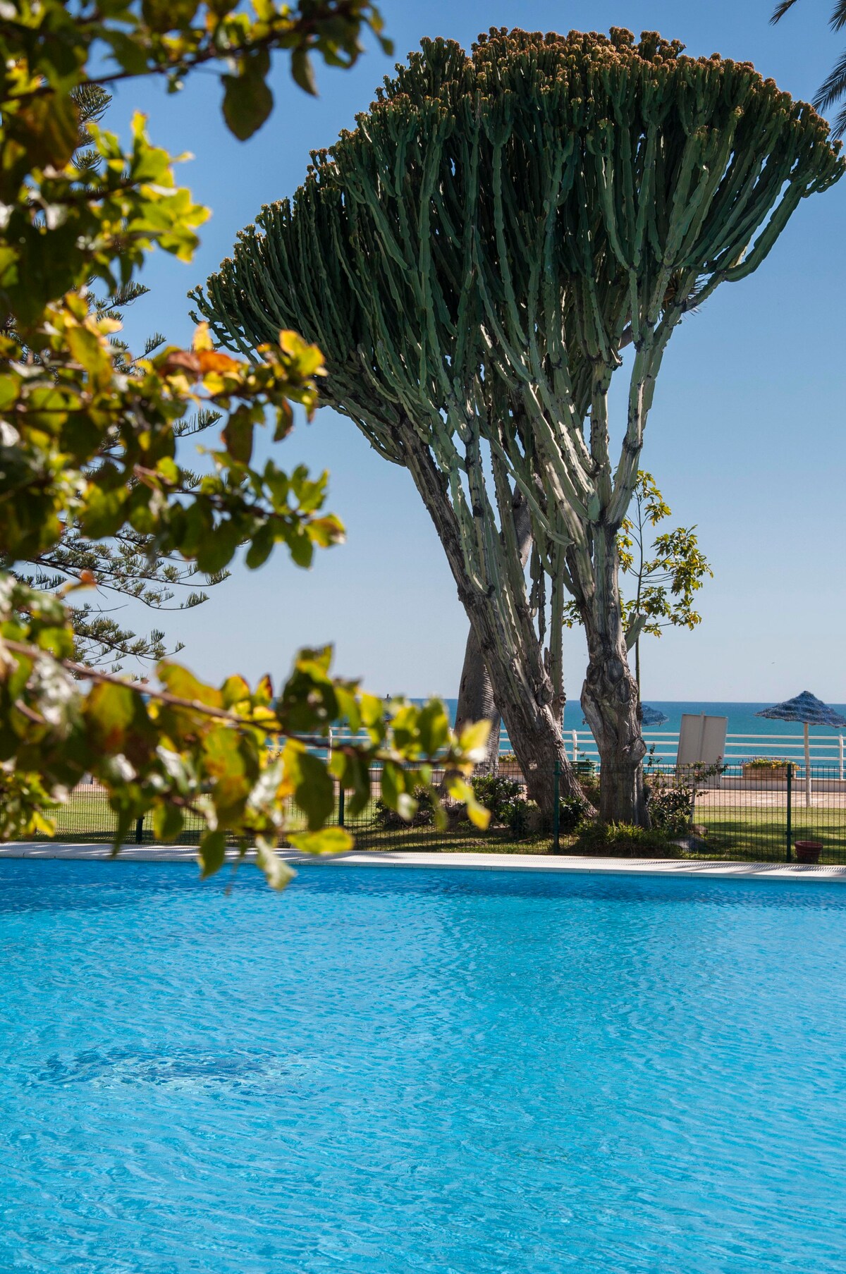 A clear blue pool reflects the surrounding greenery, with a large cactus tree positioned nearby. The beach and ocean are visible in the distance, framed by a fence and complemented by a few beach umbrellas.