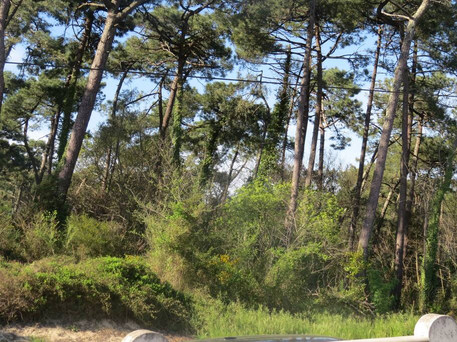 Au nord la foret de chiberta à 30 mètre de la villa