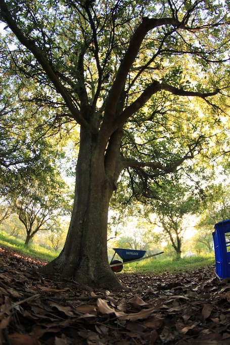 Shady nut trees. Nut harvest is from Easter till Oct.