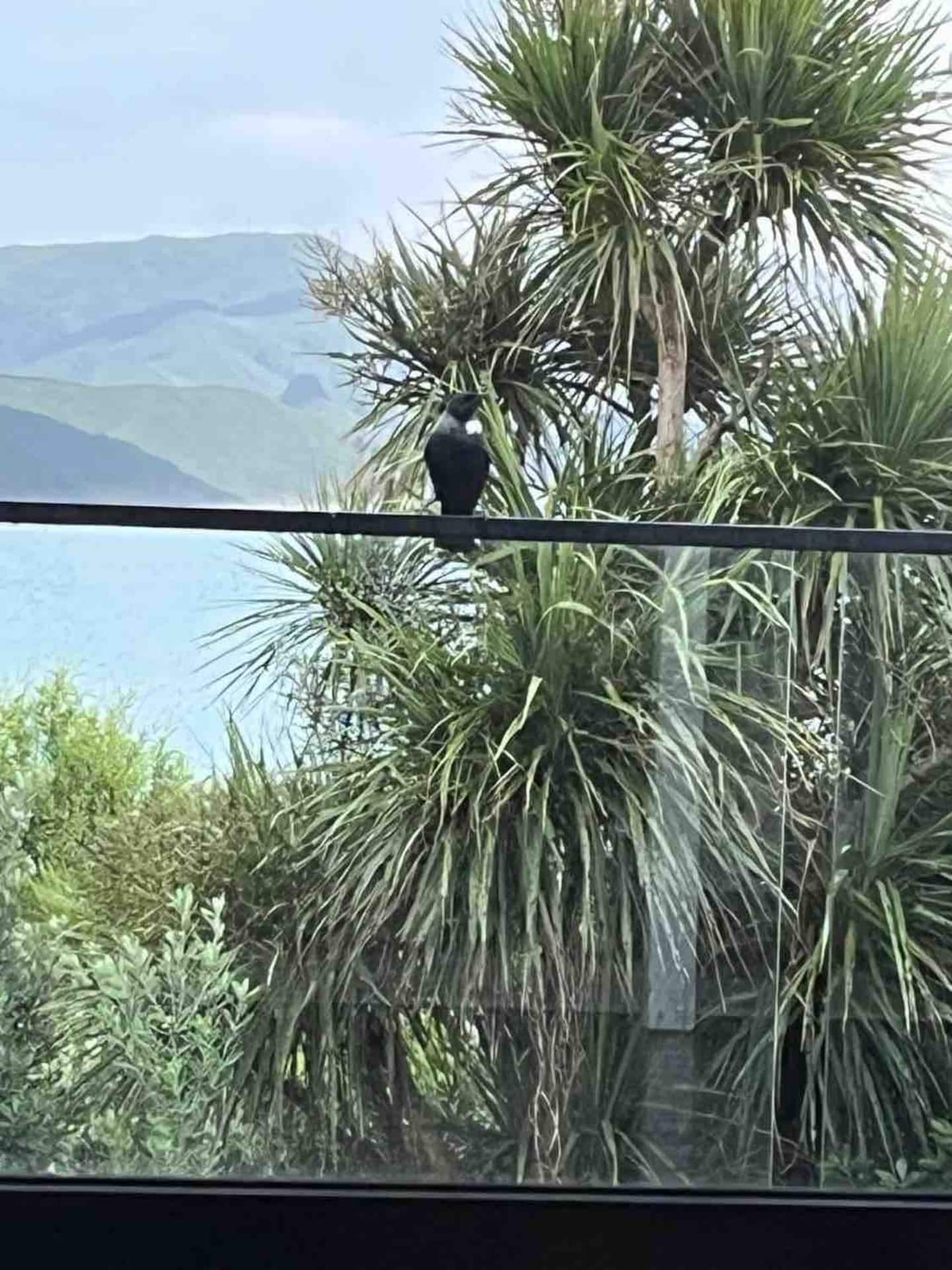 Tui's Perch Castlepoint Beach 3