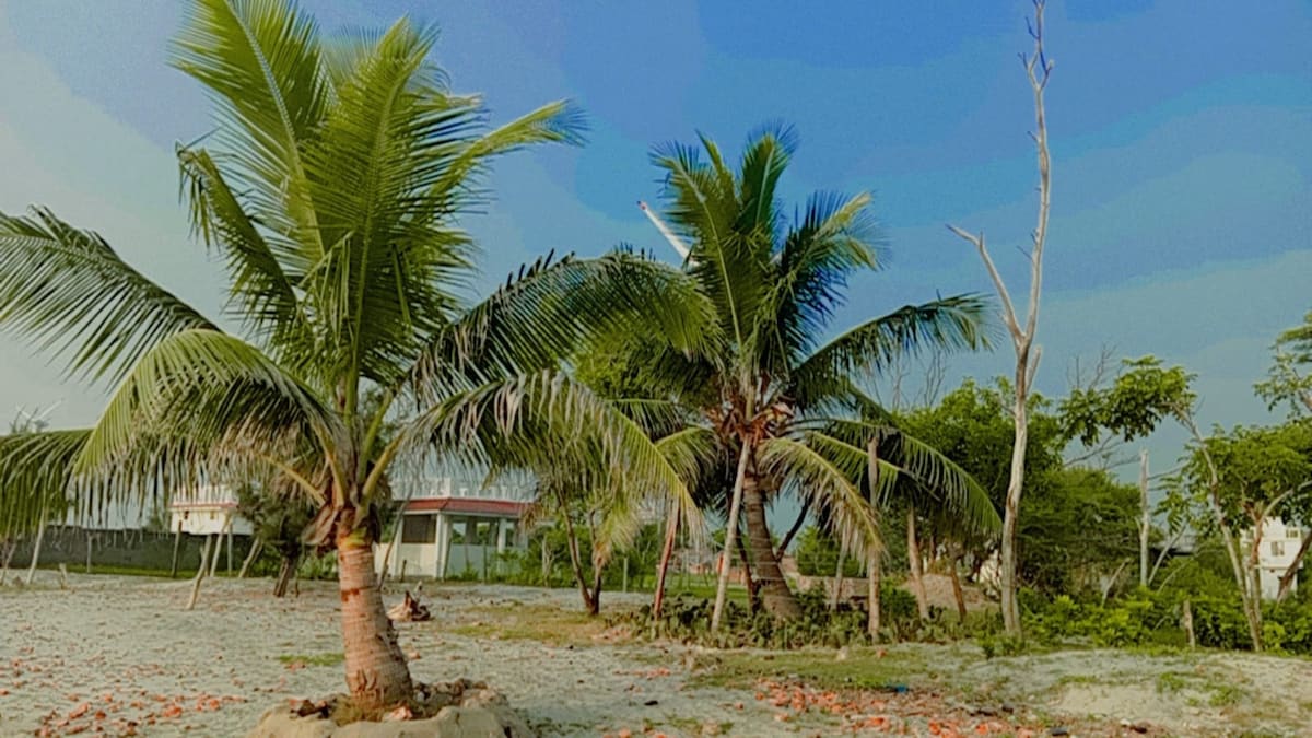 Lush palm trees stand against a clear blue sky, creating a tropical ambiance. A sandy area is visible at the foreground, with scattered leaves and greenery. The distant outline of nearby buildings is subtly integrated into the serene landscape.