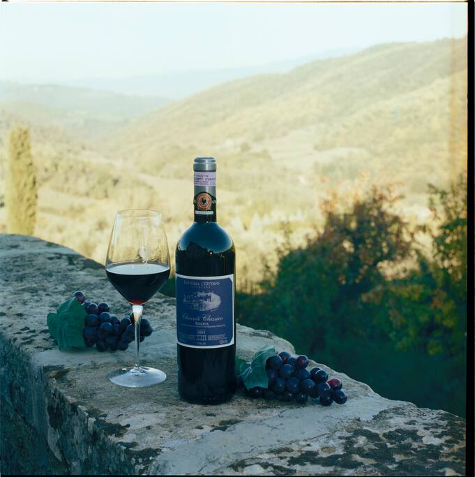 produciamo vino ed olio di oliva ....we produce wine and olive oil