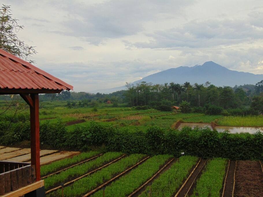 Mountain view