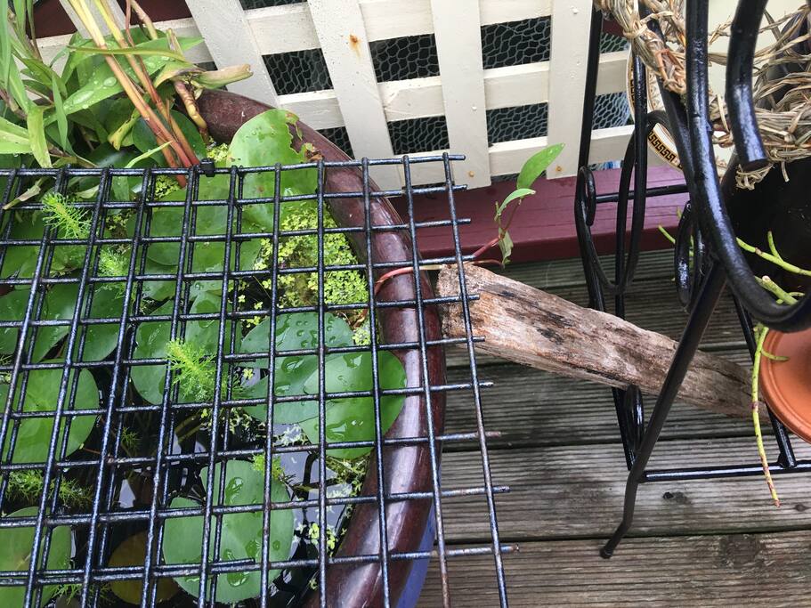 Water lilies in pot.