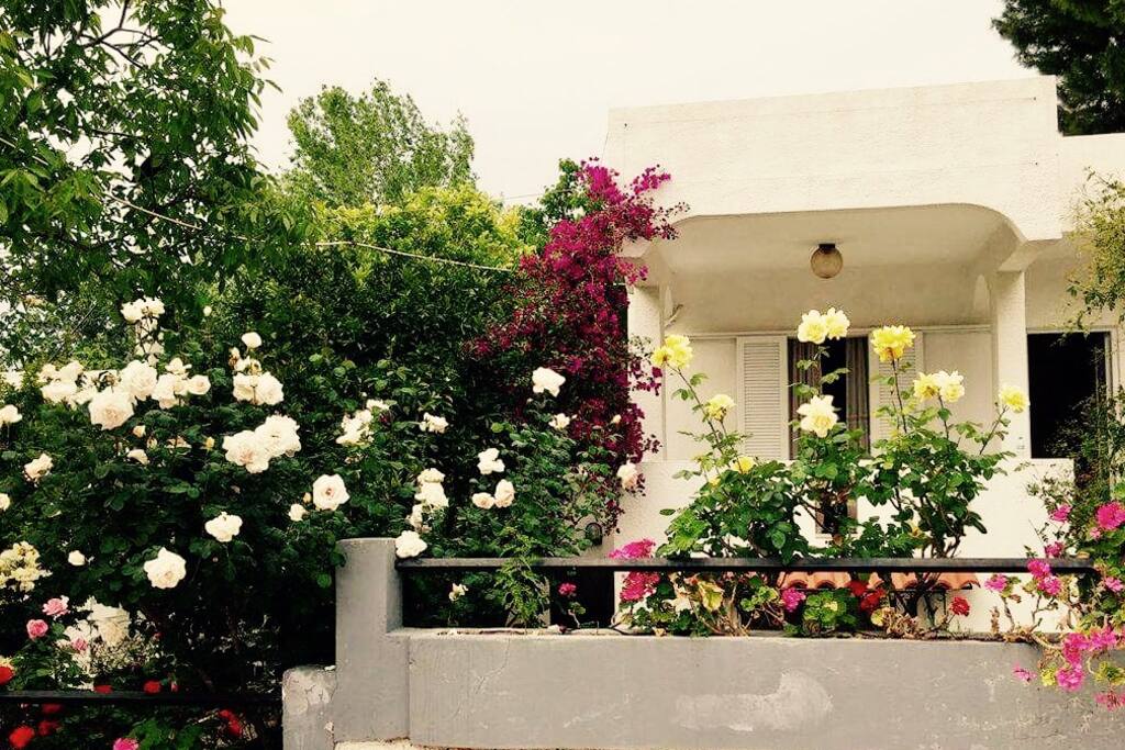 View of the rose garden