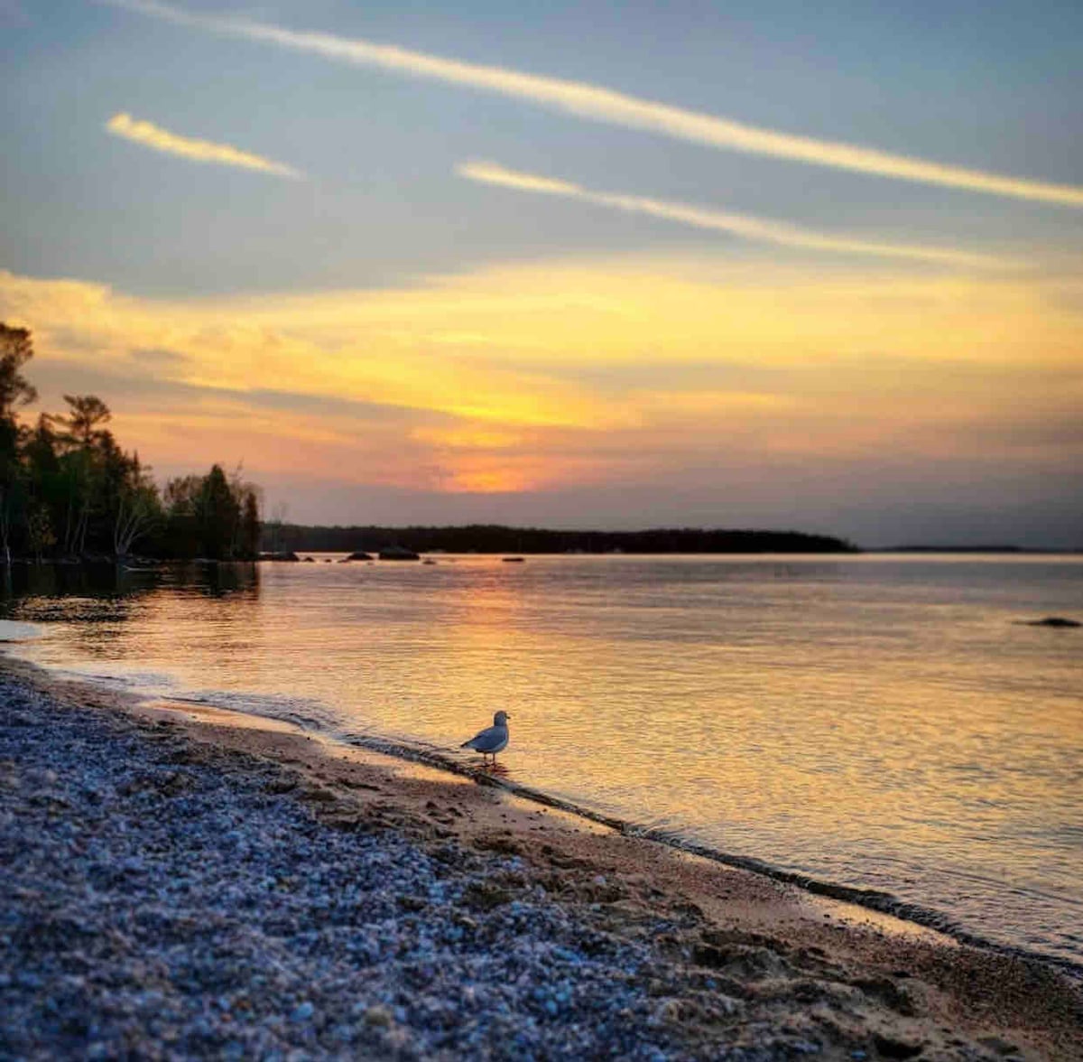 A serene lakeside view captures the golden hues of sunset reflecting on calm waters. A single seagull stands on the sandy shore, framed by gentle waves lapping at the pebbled beach. Lush trees line the background, contributing to the peaceful natural setting.