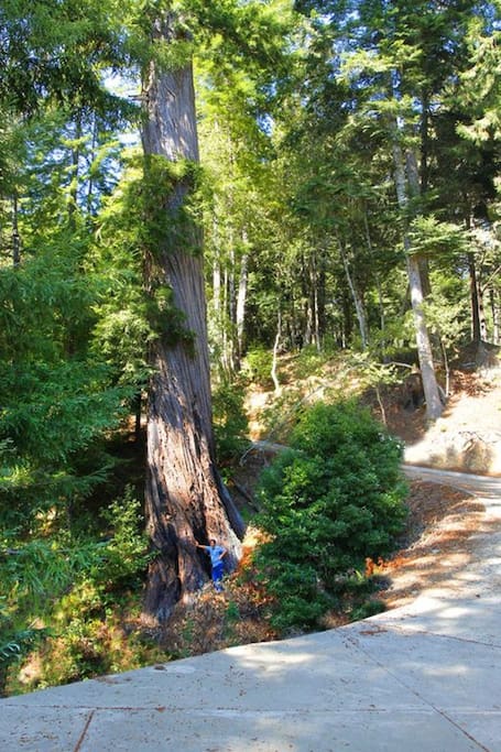 1500-year-old tree next to the driveway.