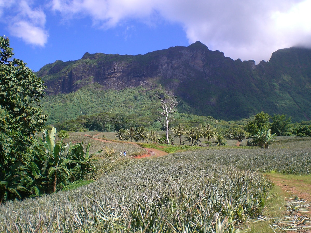 A lush landscape unfolds with rows of pineapple plants stretching towards a backdrop of towering, rugged mountains. The sky is partly cloudy, casting shadows on the greenery. Tropical trees and palms are dotted throughout the area, contributing to the natural beauty of this Polynesian scenery.