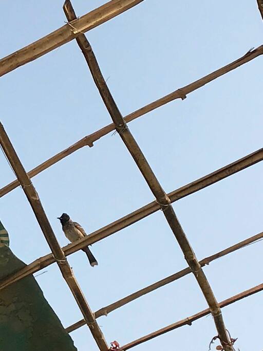 Birds have landed as we began our rooftop garden.