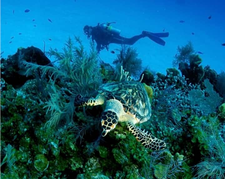 Cayman Islands b w i