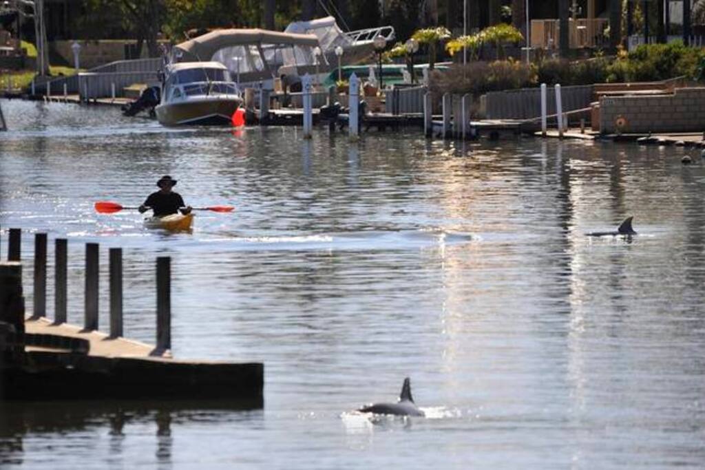Dolphins cruising past
