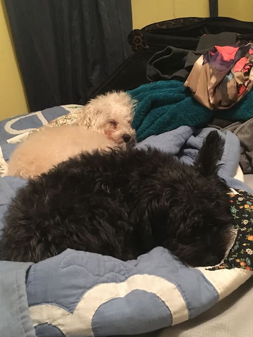 House Dogs
Bella (White) Theo (Black)