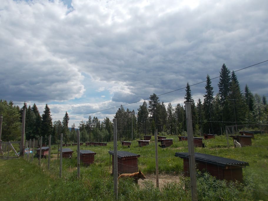 The dog yard.
