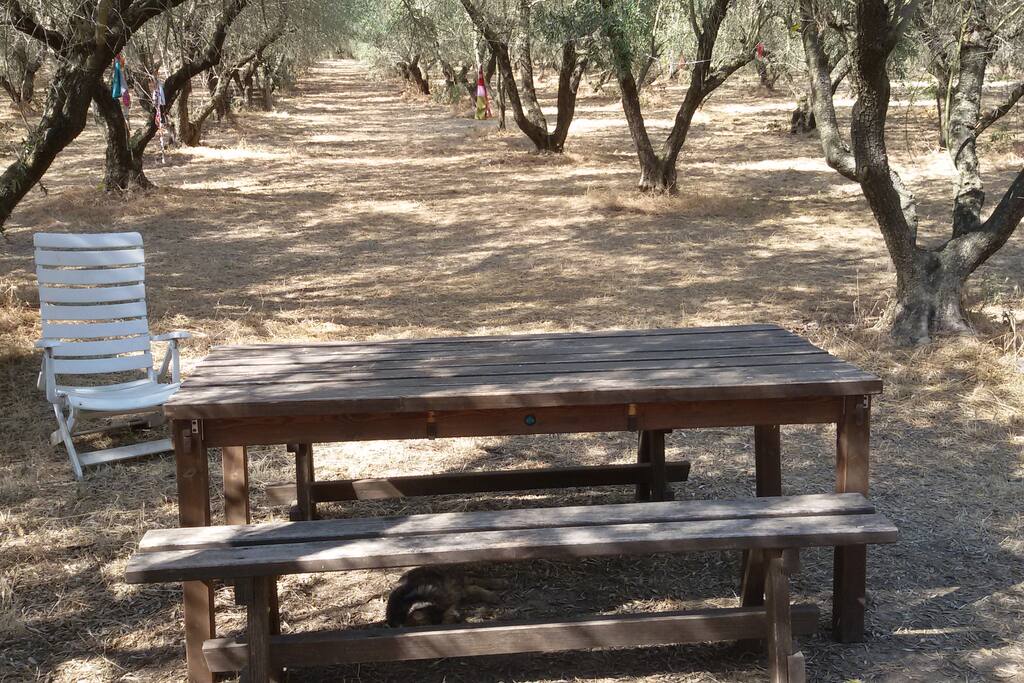 Mangiare tra gli ulivi