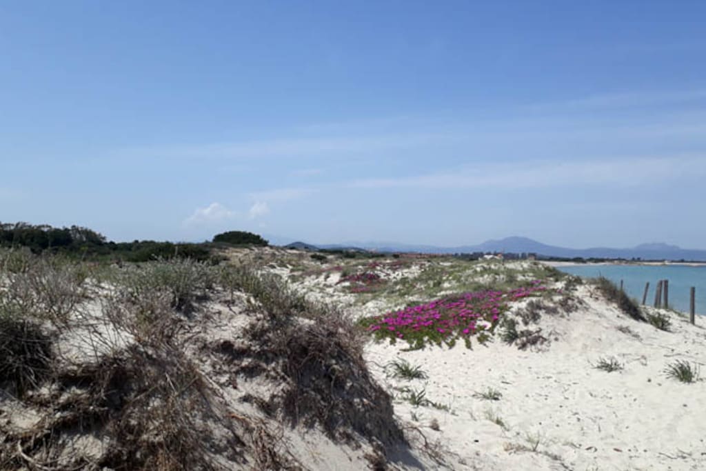 Le dune della spiaggia di Marina Maria