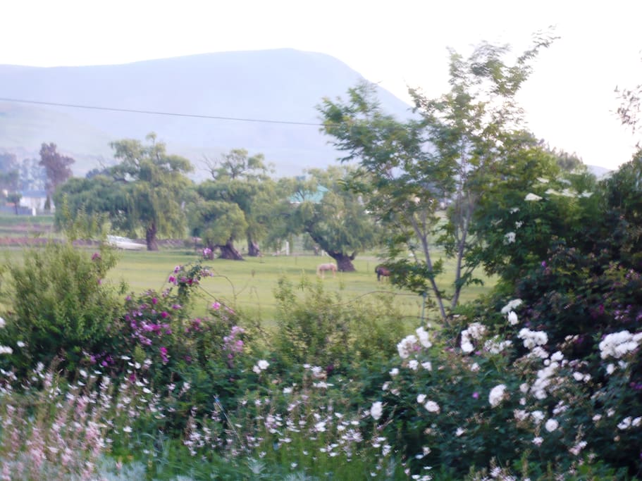 The summer garden