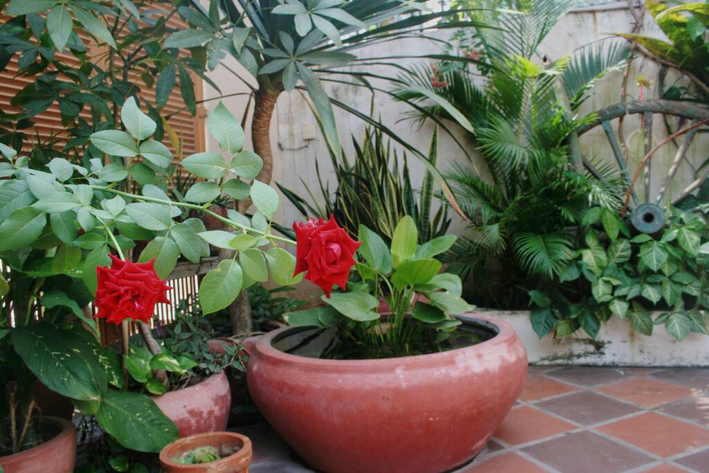 The Yard